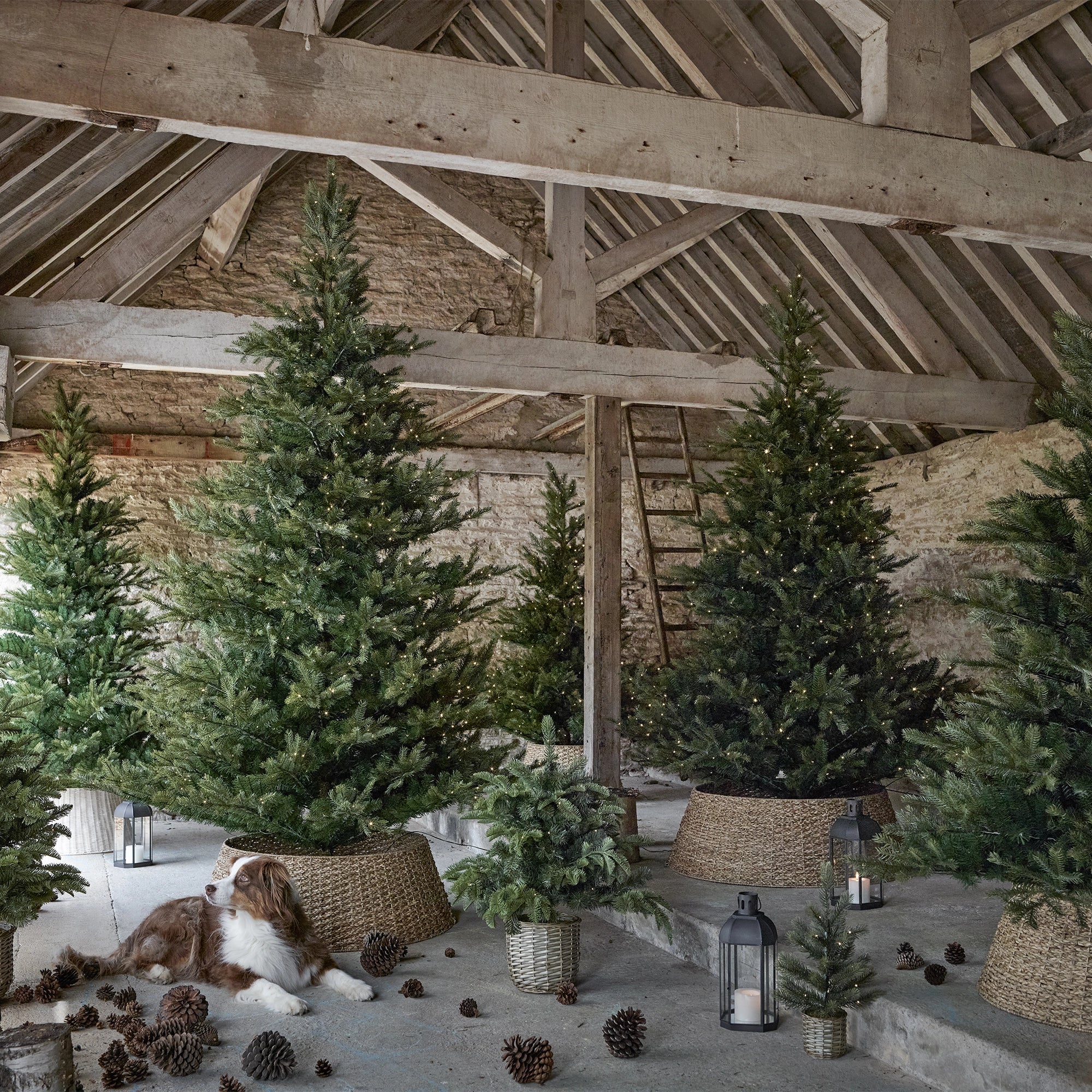 5.5 FT GRAND SPRUCE TREE - 400 LED - Pure Apotheca