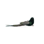 EMERALD LONG TAILED FEATHER BIRD - Pure Apotheca