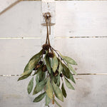 Eucalyptus & Brown Berry Wood Branch - Pure Apotheca