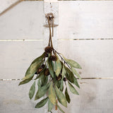 Eucalyptus & Brown Berry Wood Branch - Pure Apotheca