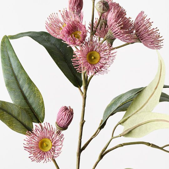 Eucalyptus Flowering Spray Light Pink 76cm - Pure Apotheca