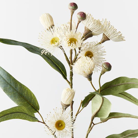 Eucalyptus Flowering Spray White 76cm - Pure Apotheca