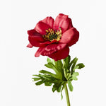 Anemone Dark Red 52cm - Pure Apotheca