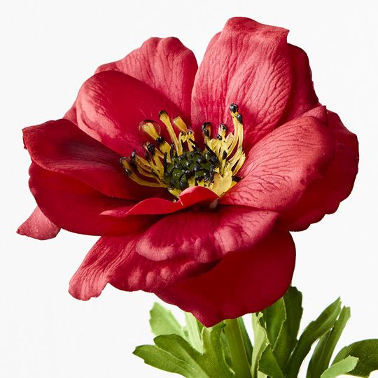 Anemone Dark Red 52cm - Pure Apotheca