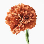 Carnation Rust 47cm - Pure Apotheca