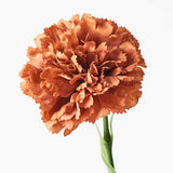 Carnation Rust 47cm - Pure Apotheca