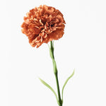 Carnation Rust 47cm - Pure Apotheca
