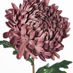 Chrysanthemum Dusty Mauve 76cm - Pure Apotheca