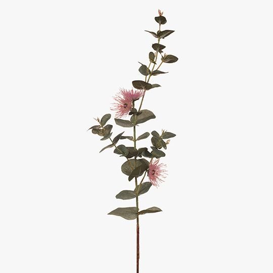 Eucalyptus Flowering Dollar Pink 76cm - Pure Apotheca