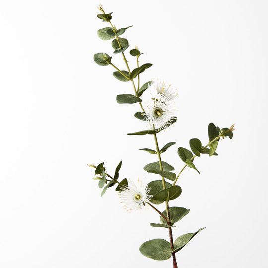 Eucalyptus Flowering Dollar White 76cm - Pure Apotheca