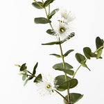 Eucalyptus Flowering Dollar White 76cm - Pure Apotheca