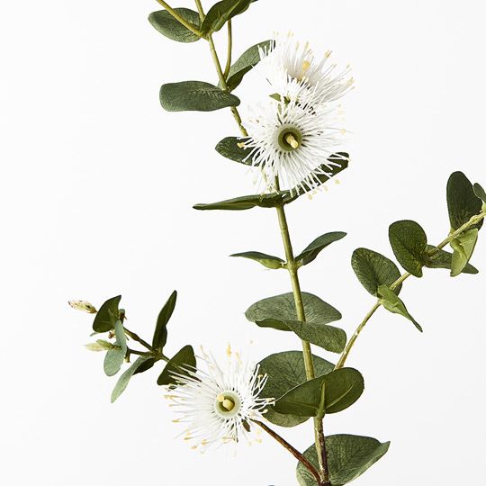 Eucalyptus Flowering Dollar White 76cm - Pure Apotheca