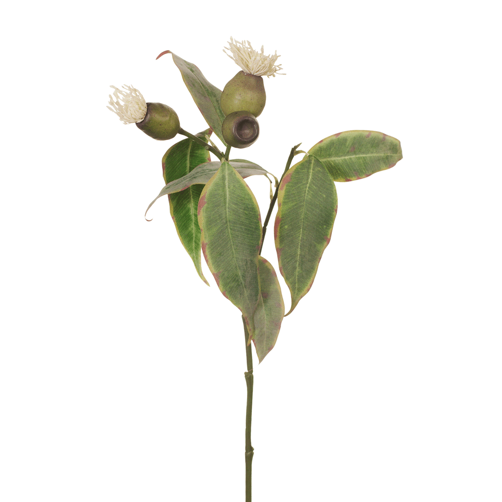 Eucalyptus Flowering Pod Cream 50cm - Pure Apotheca