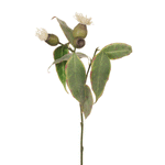 Eucalyptus Flowering Pod Cream 50cm - Pure Apotheca