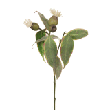 Eucalyptus Flowering Pod Cream 50cm - Pure Apotheca