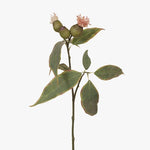 Eucalyptus Flowering Pod Pink 50cm - Pure Apotheca