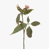 Eucalyptus Flowering Pod Pink 50cm - Pure Apotheca