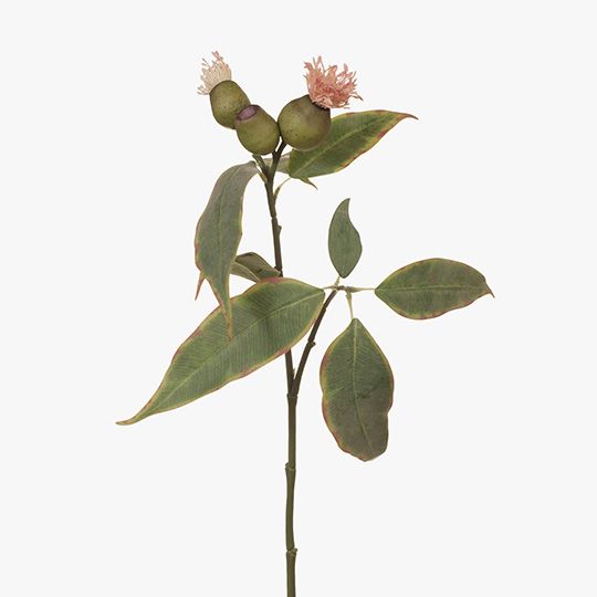 Eucalyptus Flowering Pod Pink 50cm - Pure Apotheca