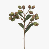 Eucalyptus Gum Nut Green 51cm - Pure Apotheca