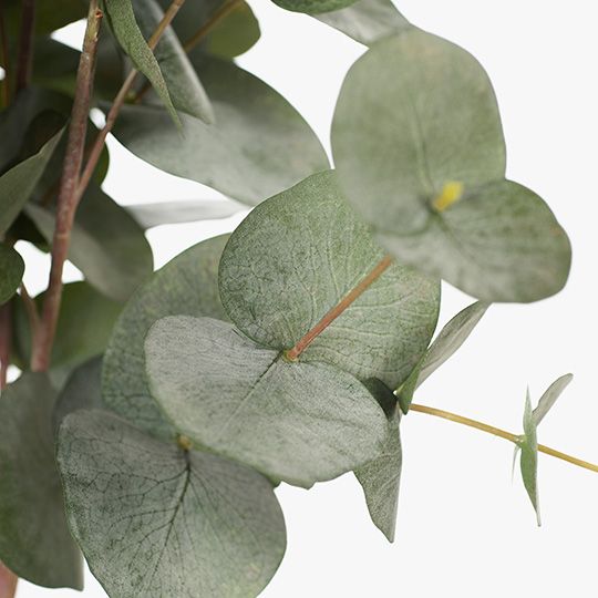 Eucalyptus Silver Dollar Bush Grey Green 55cm - Pure Apotheca