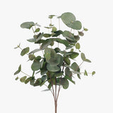 Eucalyptus Silver Dollar Bush Grey Green 55cm - Pure Apotheca