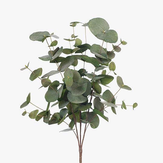 Eucalyptus Silver Dollar Bush Grey Green 55cm - Pure Apotheca