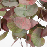 Eucalyptus Silver Dollar Bush Pink Grey 55cm - Pure Apotheca