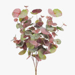 Eucalyptus Silver Dollar Bush Pink Grey 55cm - Pure Apotheca