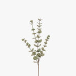 Eucalyptus Silver Dollar Forest Green 60cm - Pure Apotheca
