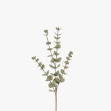 Eucalyptus Silver Dollar Forest Green 60cm - Pure Apotheca