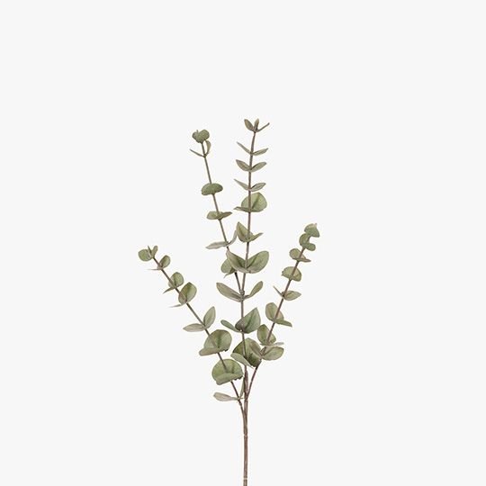 Eucalyptus Silver Dollar Forest Green 60cm - Pure Apotheca