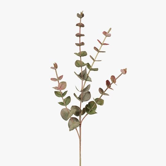 Eucalyptus Silver Dollar Grey Red 60cm - Pure Apotheca