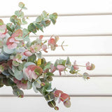 Eucalyptus Silver Dollar Grey Red 60cm - Pure Apotheca