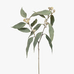 Eucalyptus Tetragona Spray Grey 64cm - Pure Apotheca
