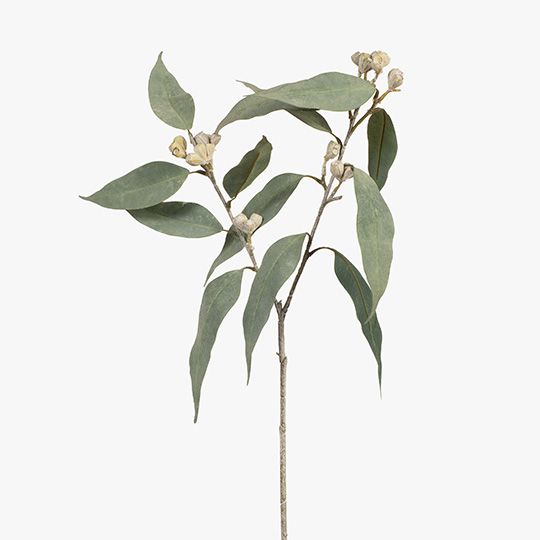 Eucalyptus Tetragona Spray Grey 64cm - Pure Apotheca