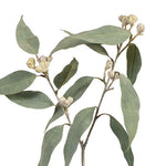Eucalyptus Tetragona Spray Grey 64cm - Pure Apotheca
