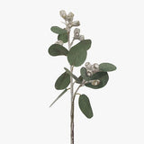 Eucalyptus Tetragona White Green 41cm - Pure Apotheca