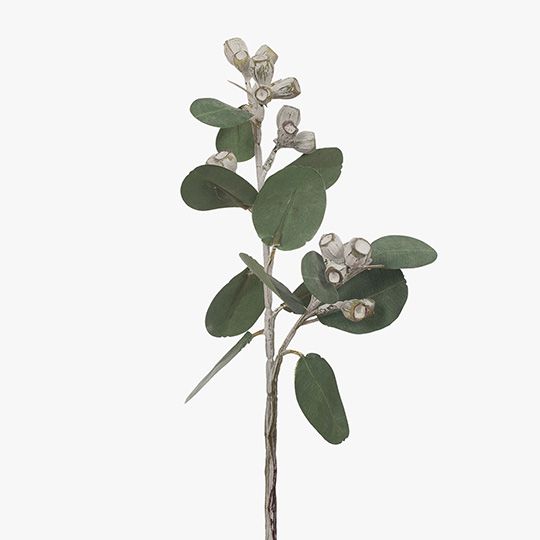 Eucalyptus Tetragona White Green 41cm - Pure Apotheca