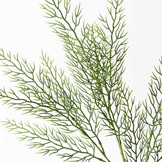 Fern Coral Spray Grey Green 70cm - Pure Apotheca