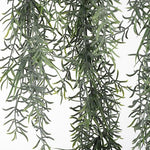 Fern Sprengeri Hanging Bush Grey Green 85cm - Pure Apotheca