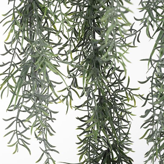 Fern Sprengeri Hanging Bush Grey Green 85cm - Pure Apotheca