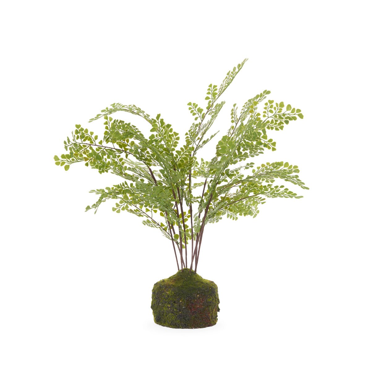 51 CM MOSSY MAIDEN HAIR FERN - Pure Apotheca
