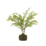 51 CM MOSSY MAIDEN HAIR FERN - Pure Apotheca
