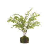 51 CM MOSSY MAIDEN HAIR FERN - Pure Apotheca