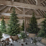 5.5 FT GRAND SPRUCE TREE - 400 LED - Pure Apotheca