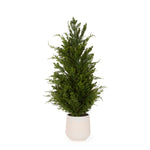 90 CM POTTED SPRUCE TREE - Pure Apotheca