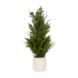80 CM POTTED SPRUCE TREE