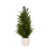90 CM POTTED SPRUCE TREE