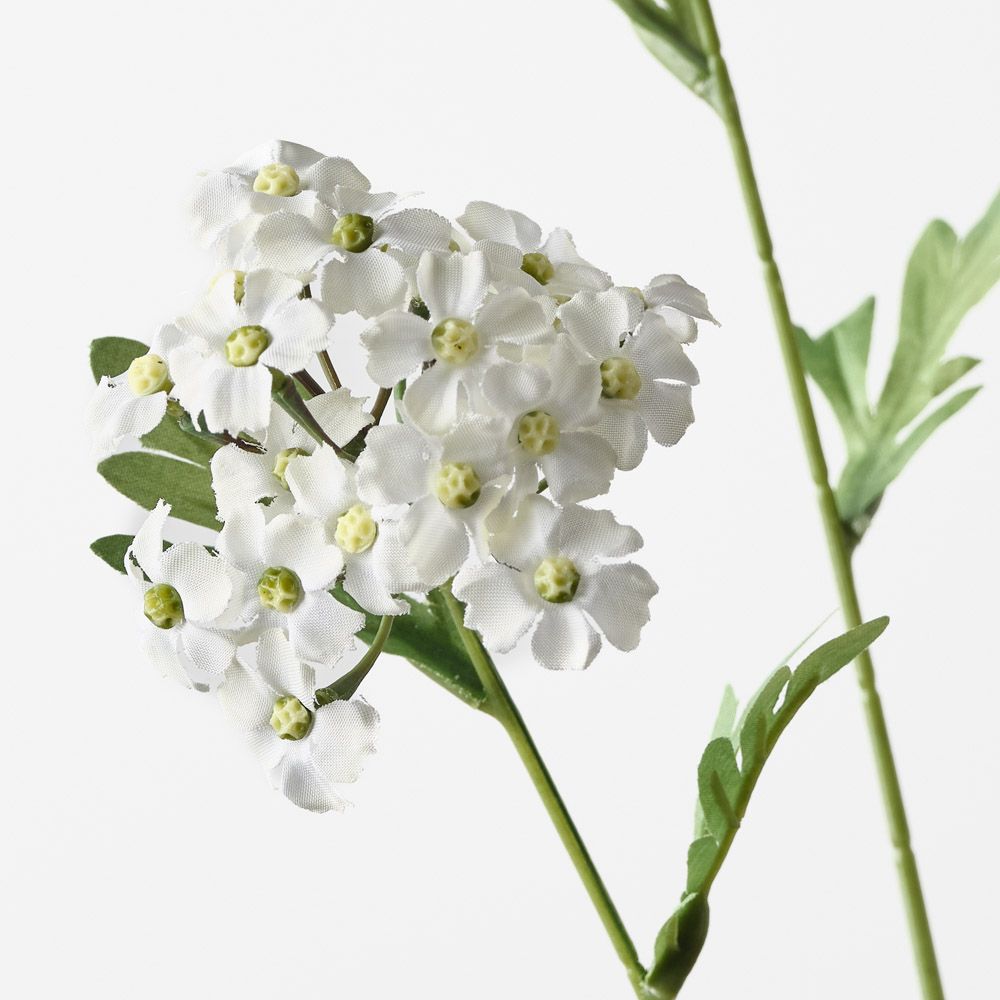Achillea Spray White 68cm - Pure Apotheca