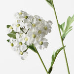 Achillea Spray White 68cm - Pure Apotheca